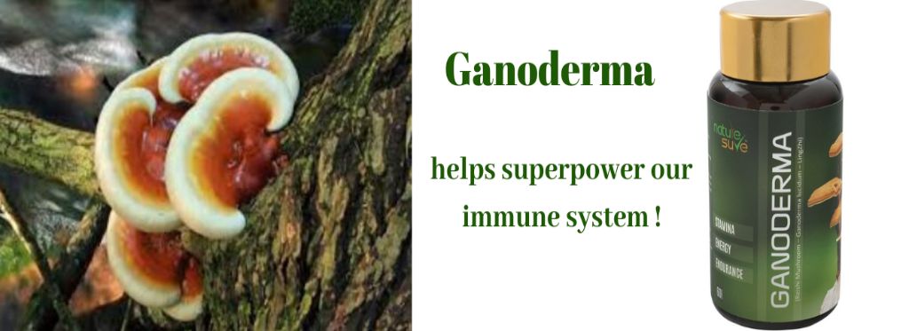 Ganoderma helps superpower your immune system