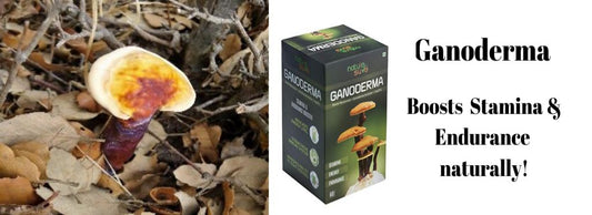 Ganoderma helps boost stamina and endurance power