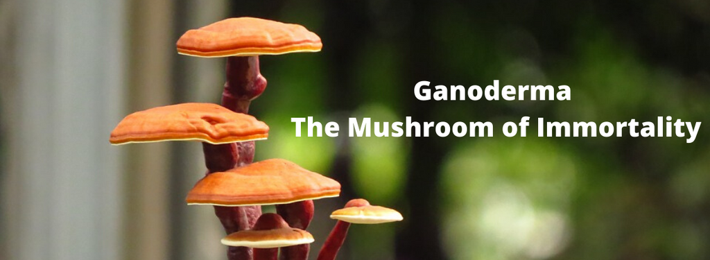 The Mushroom of Immortality in India, China, Japan and Korea?
